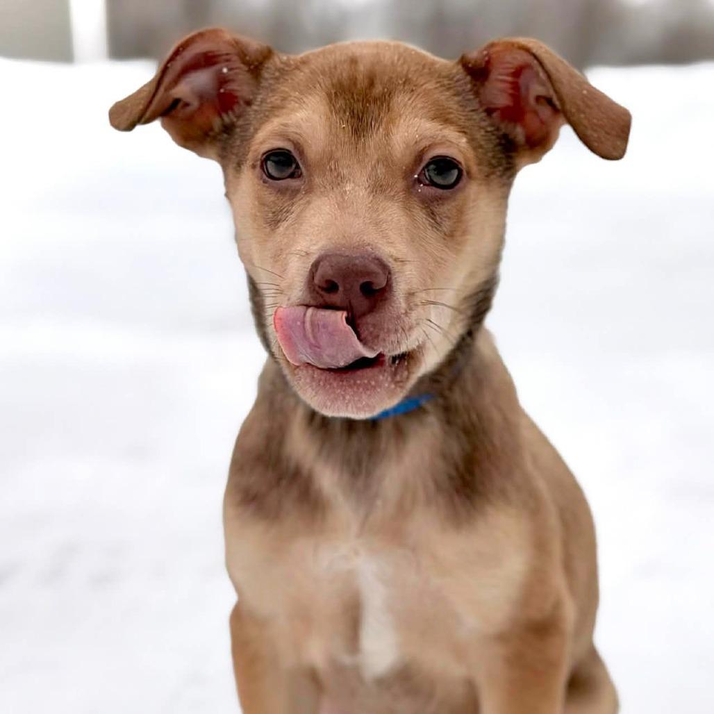 CT Fireweed, Adoptable, Puppy Male Mixed Breed.