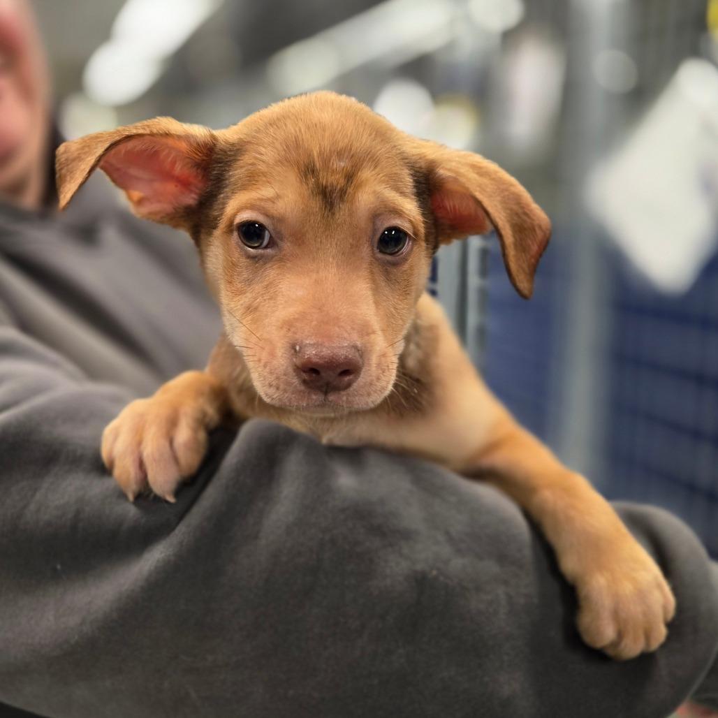 CT Fireweed, a Adoptable Mixed Breed in Eastford, CT image 5/5