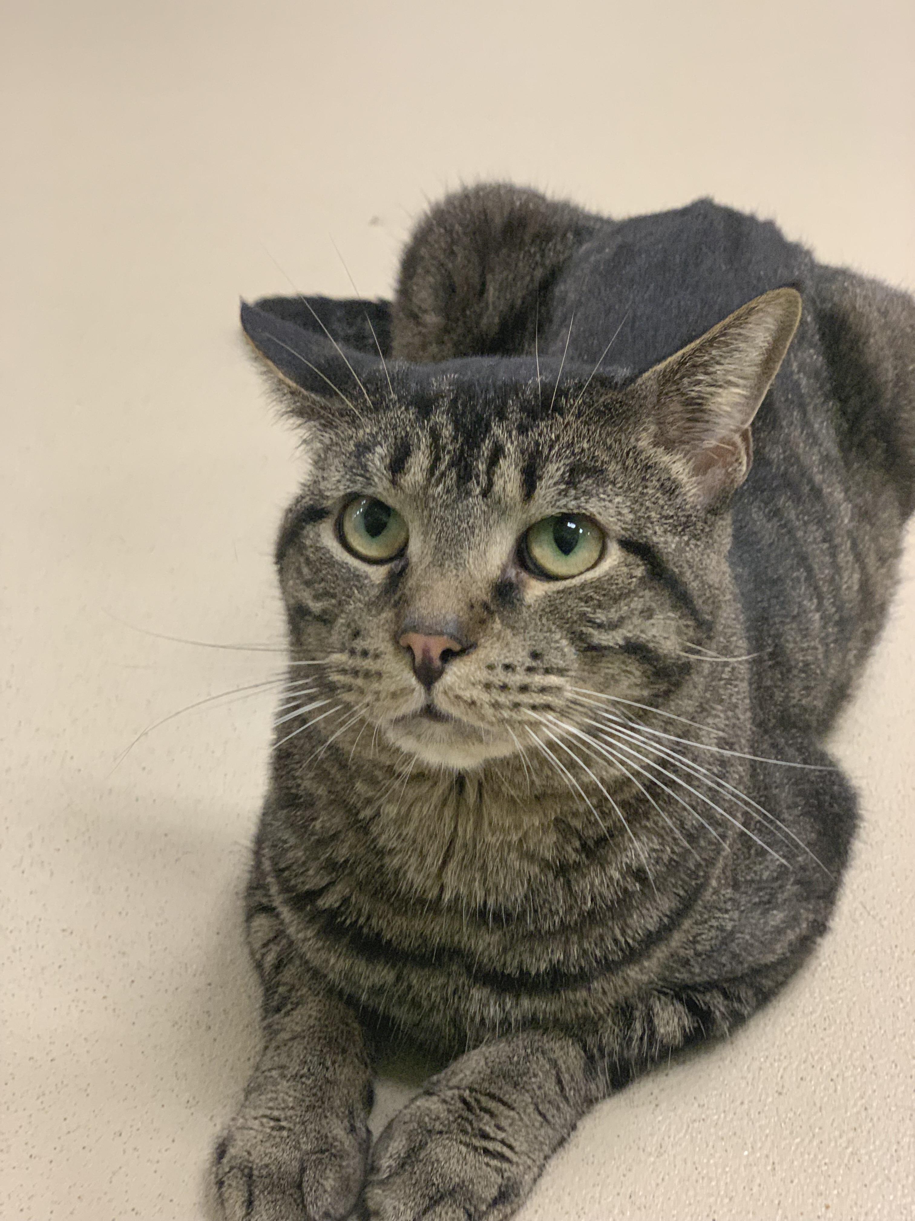 Enlarge Romeo, a Adoptable Tabby in Woodbridge, VA image 5/6