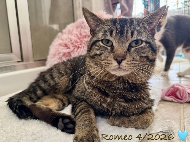Romeo, a Adoptable Tabby in Woodbridge, VA image 1/3
