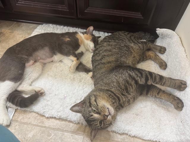 Romeo, a Adoptable Tabby in Woodbridge, VA image 3/3