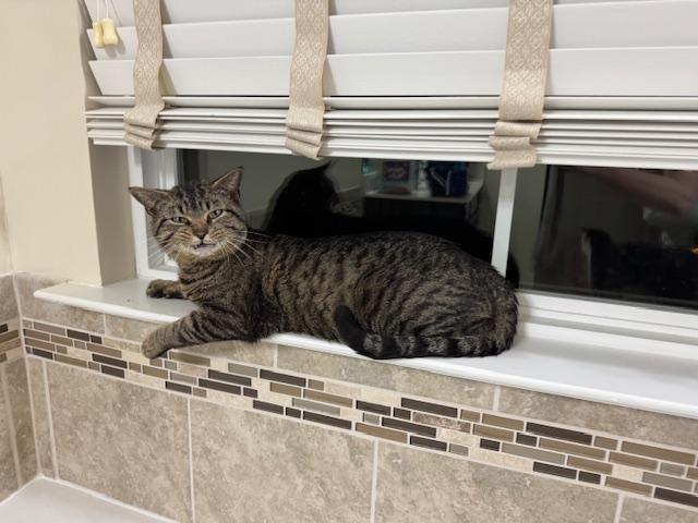 Romeo, a Adoptable Tabby in Woodbridge, VA image 2/3