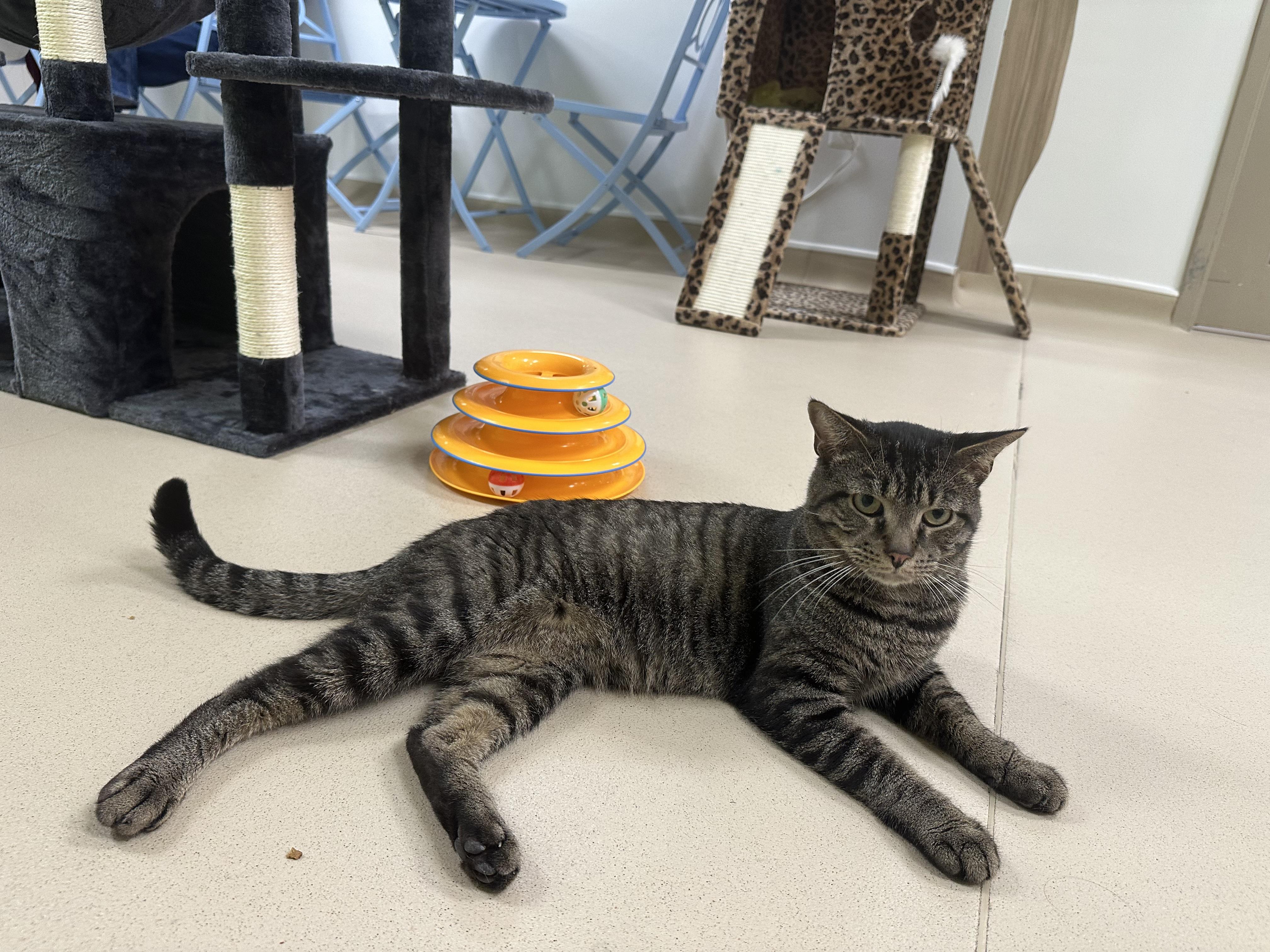 Enlarge Romeo, a Adoptable Tabby in Woodbridge, VA image 2/6