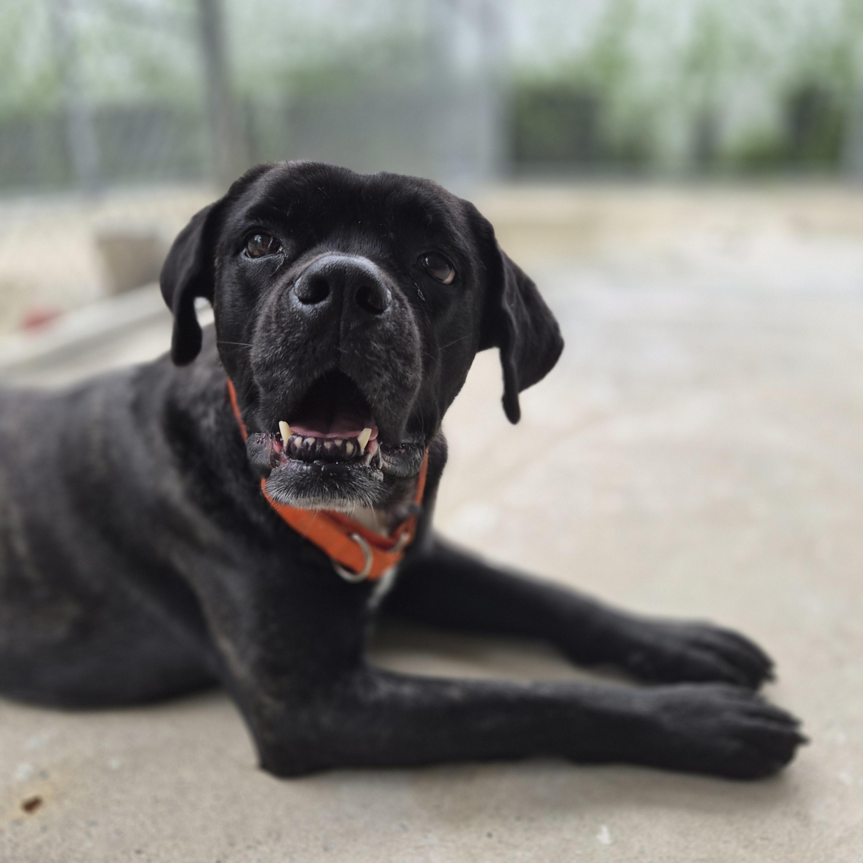 Enlarge Victor, a ADOPTABLE mixed breed in Cornelius, NC image 3/3