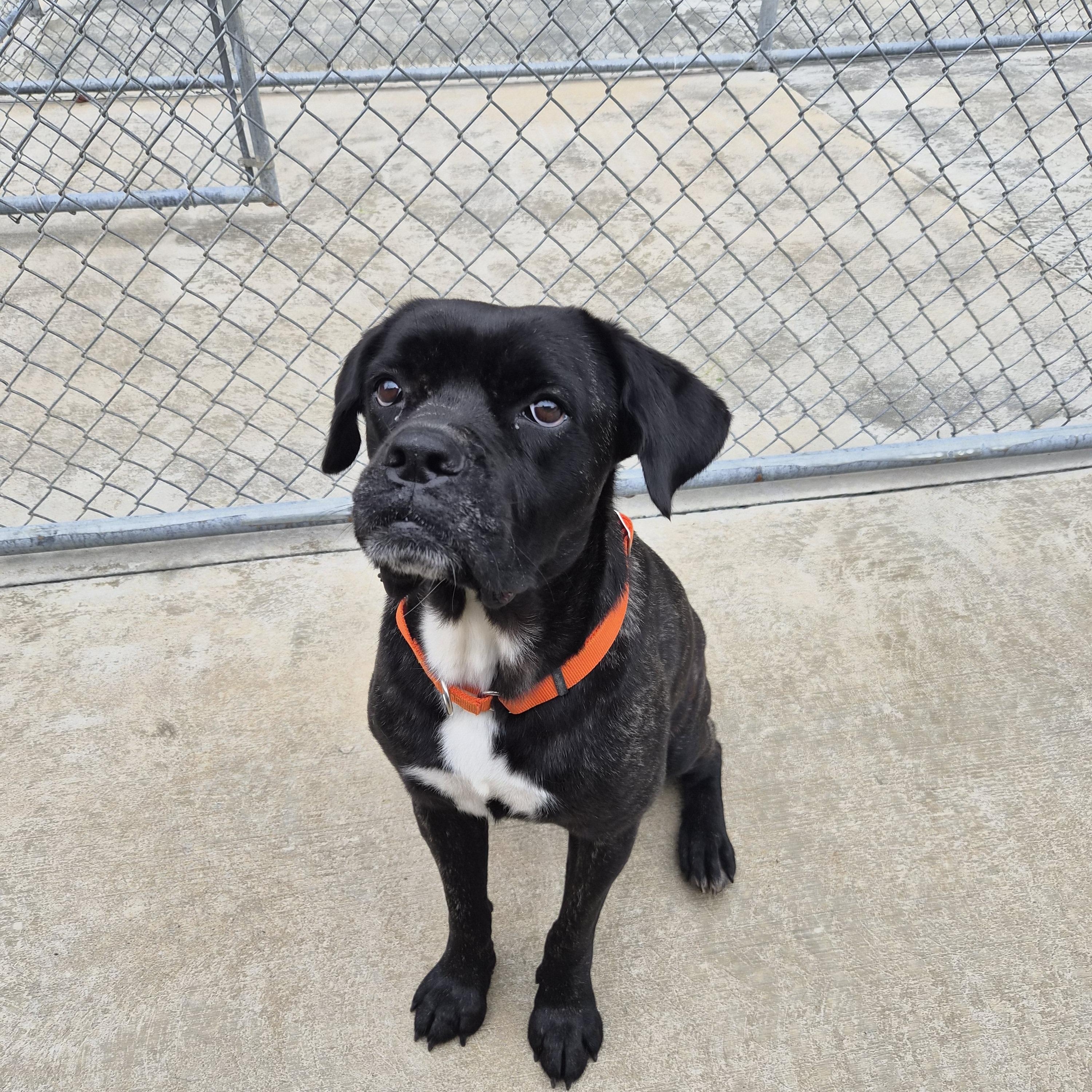 Victor, ADOPTABLE, Adult Male Boxer.