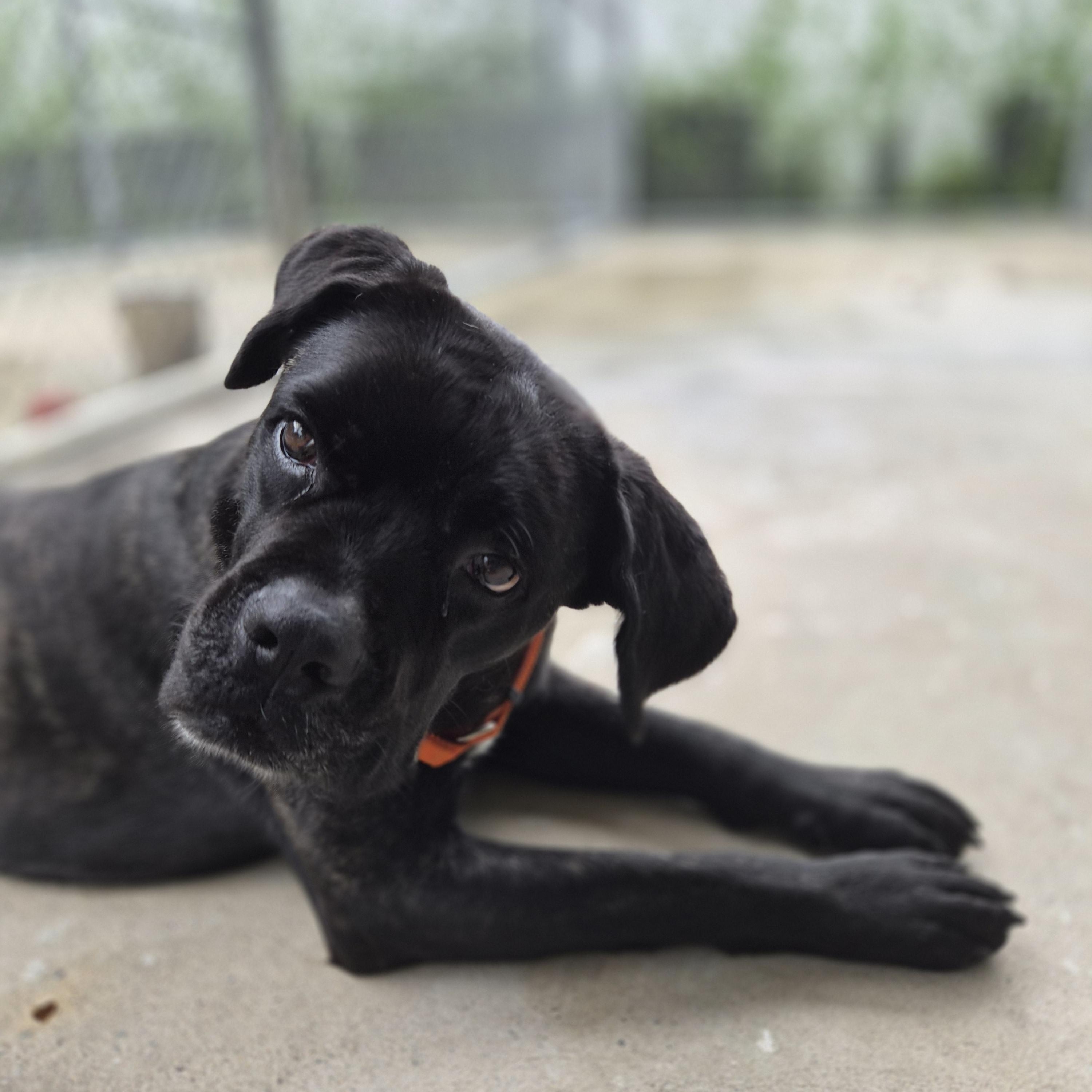 Enlarge Victor, a ADOPTABLE mixed breed in Cornelius, NC image 2/3