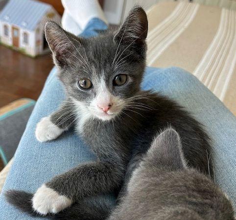 Victorino, Adopted, Kitten Male Domestic Short Hair.