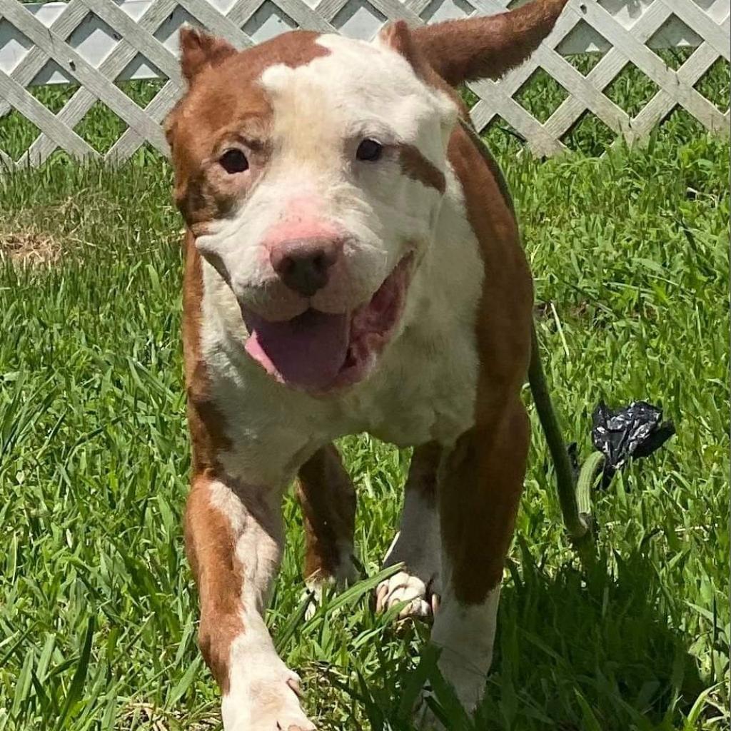 Enlarge Willie Nelson, a Adoptable Pit Bull Terrier in Zuni, VA image 1/1