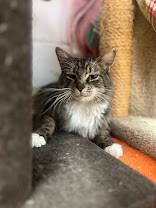Mongolia, Adoptable, Adult Female Domestic Long Hair.