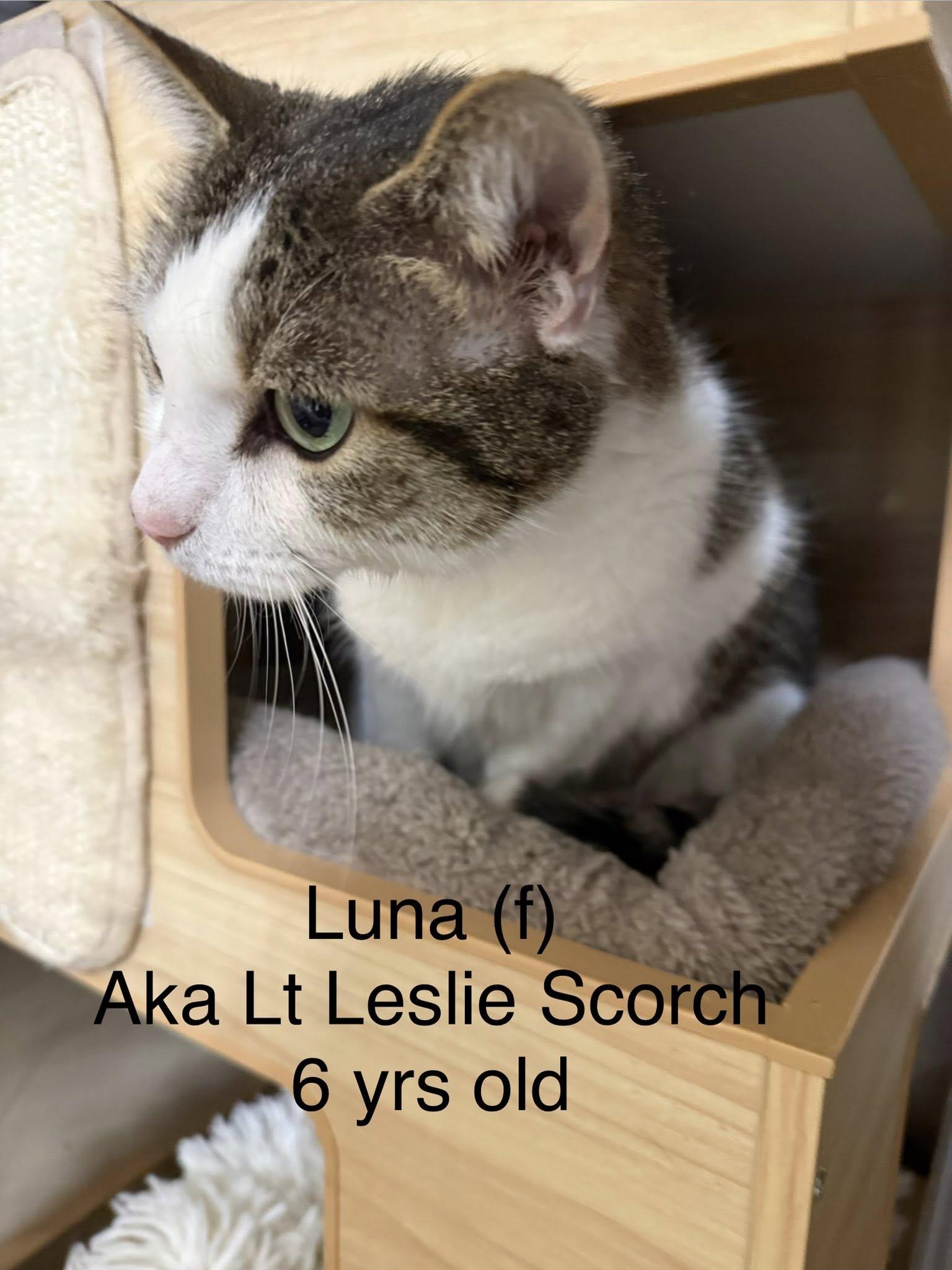 Luna aka Lt Leslie Scorch, ADOPTABLE, Adult Female Domestic Short Hair.
