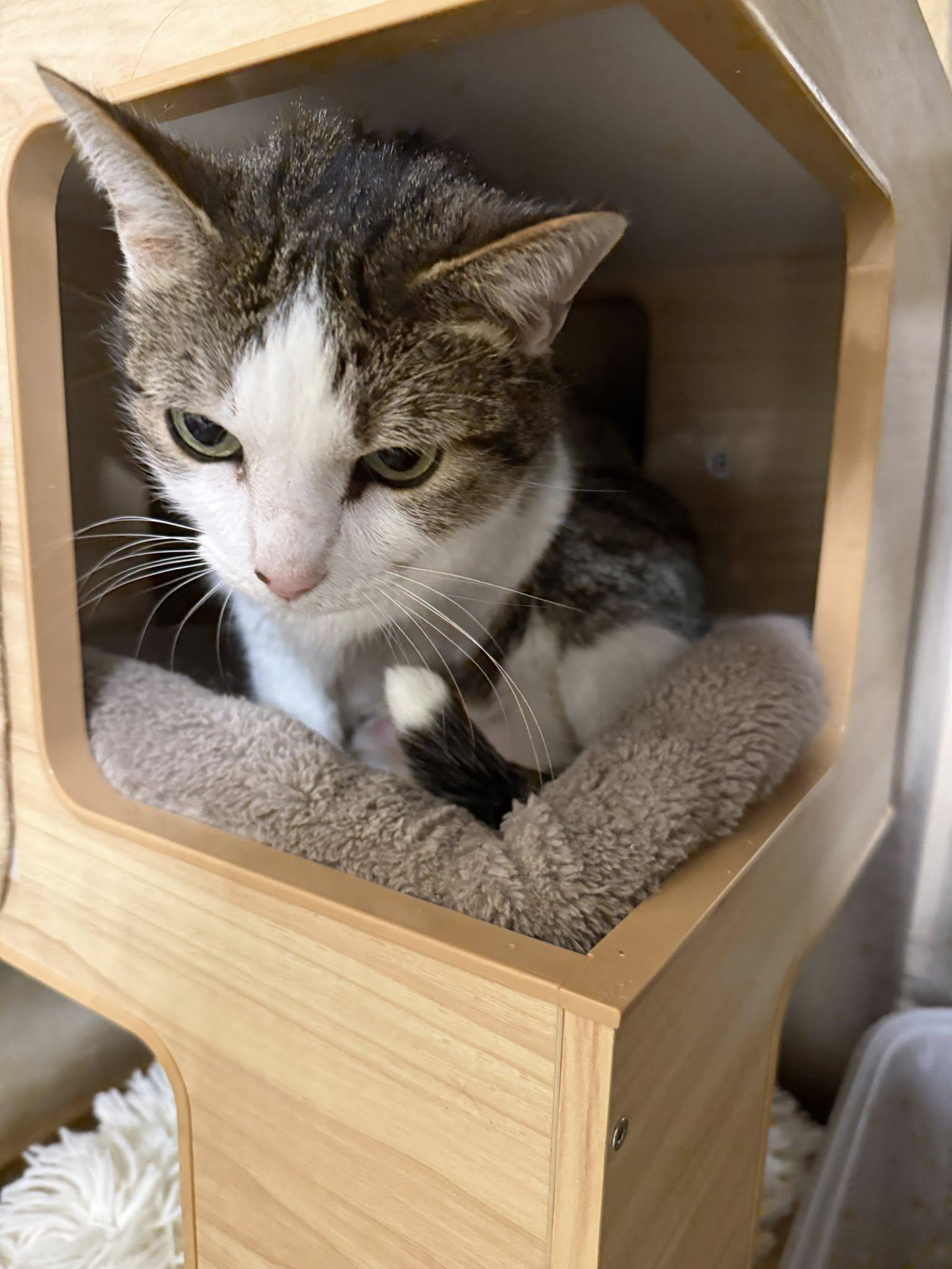 Luna aka Lt Leslie Scorch, a ADOPTABLE Domestic Short Hair in Clarksville, TN image 3/4