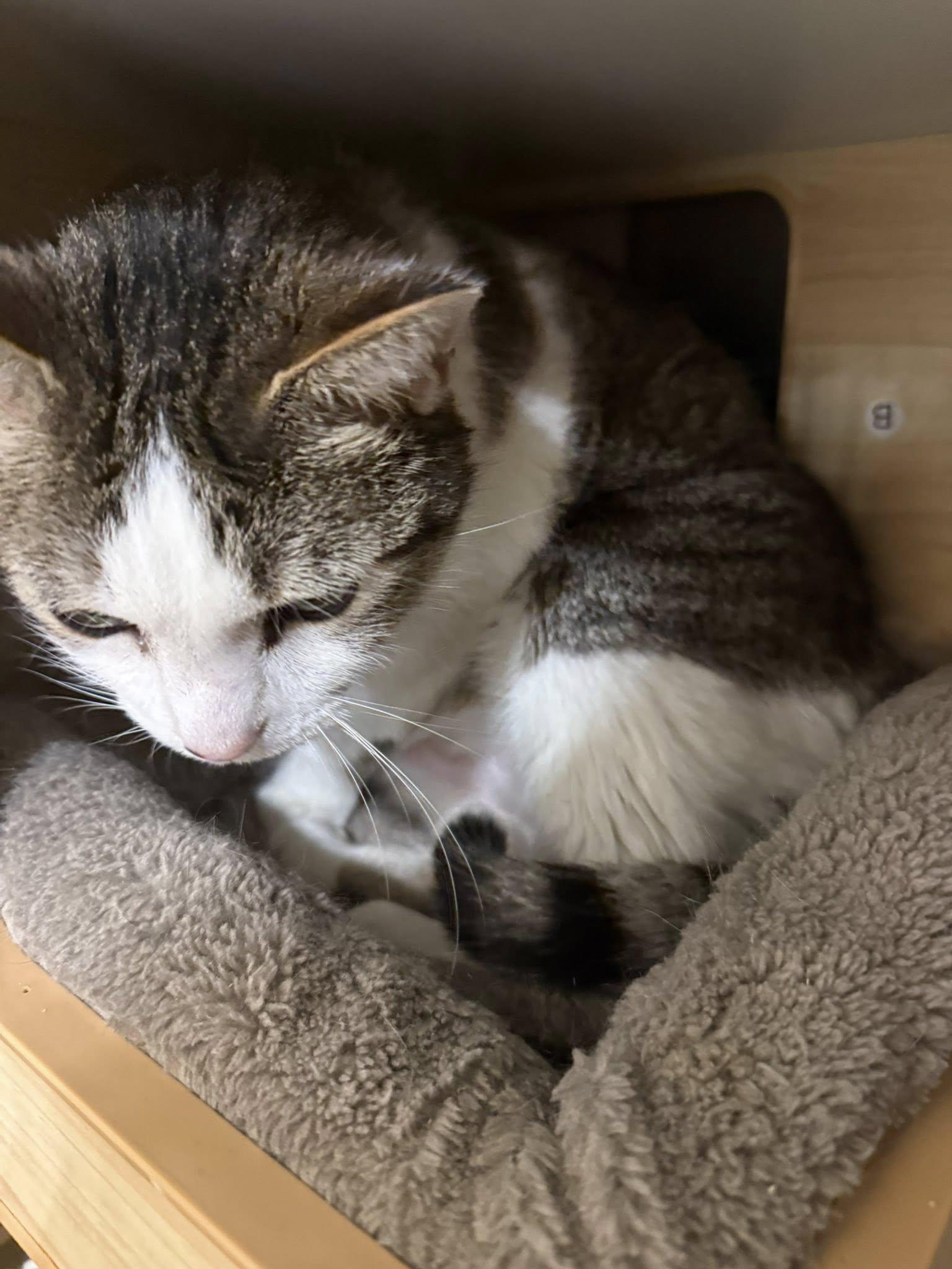 Luna aka Lt Leslie Scorch, a ADOPTABLE Domestic Short Hair in Clarksville, TN image 4/4