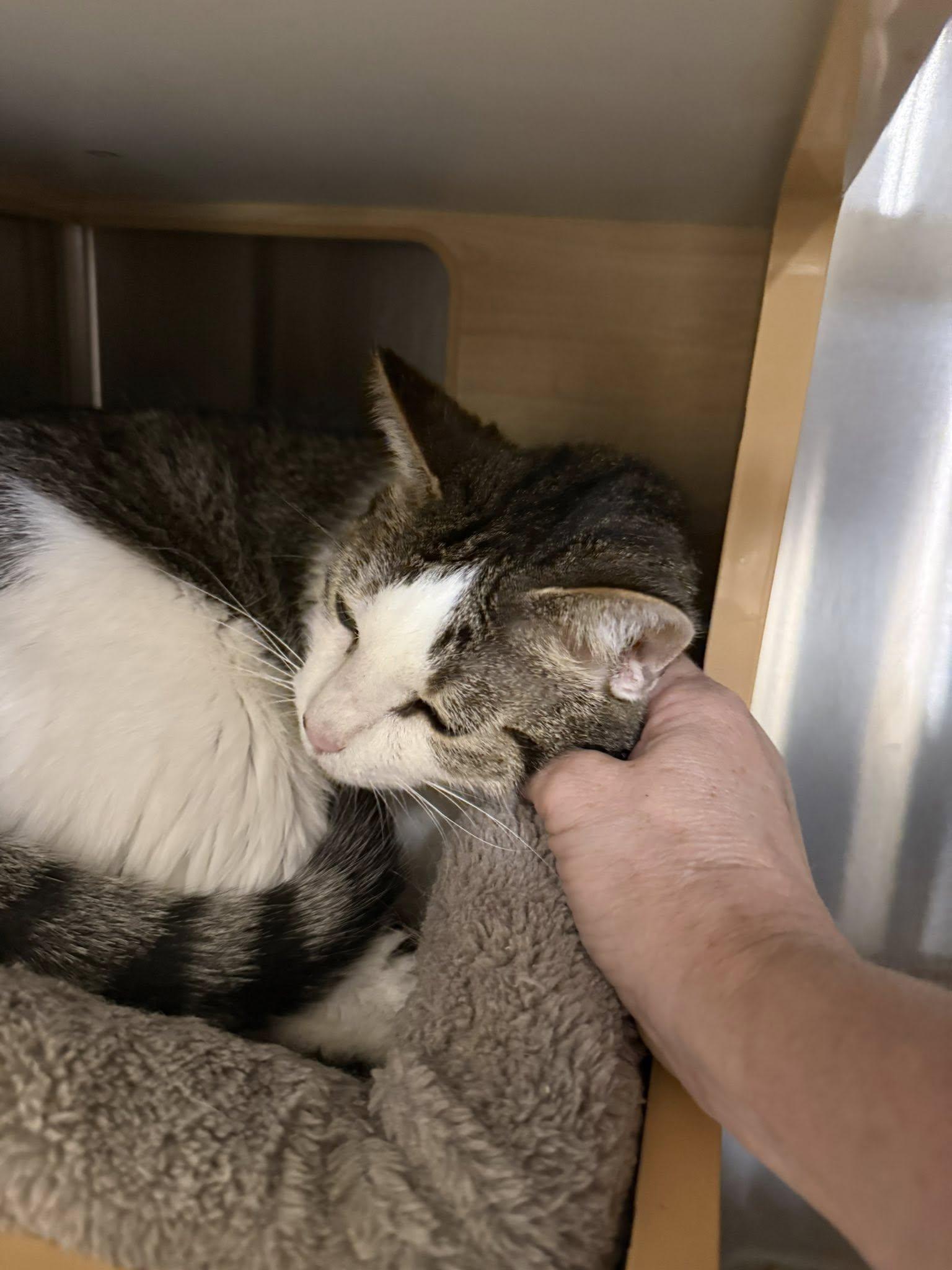 Luna aka Lt Leslie Scorch, a ADOPTABLE Domestic Short Hair in Clarksville, TN image 2/4