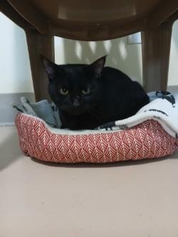 Enlarge Merlin, a Adoptable Domestic Short Hair in Lincoln, IL image 2/2