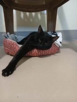 Enlarge Merlin, a Adoptable Domestic Short Hair in Lincoln, IL image 1/2