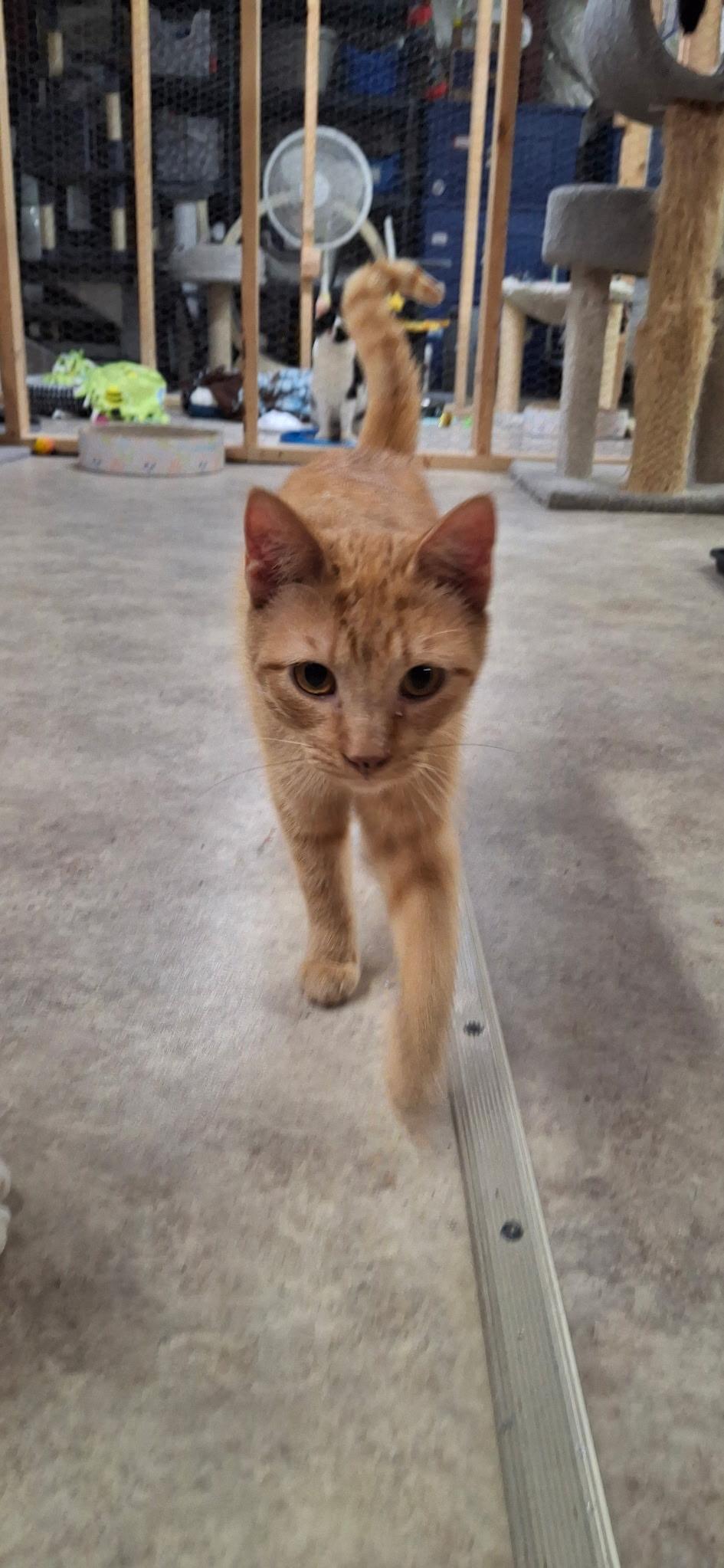 Patrick, a Adoptable Domestic Short Hair in Faribault, MN image 2/2