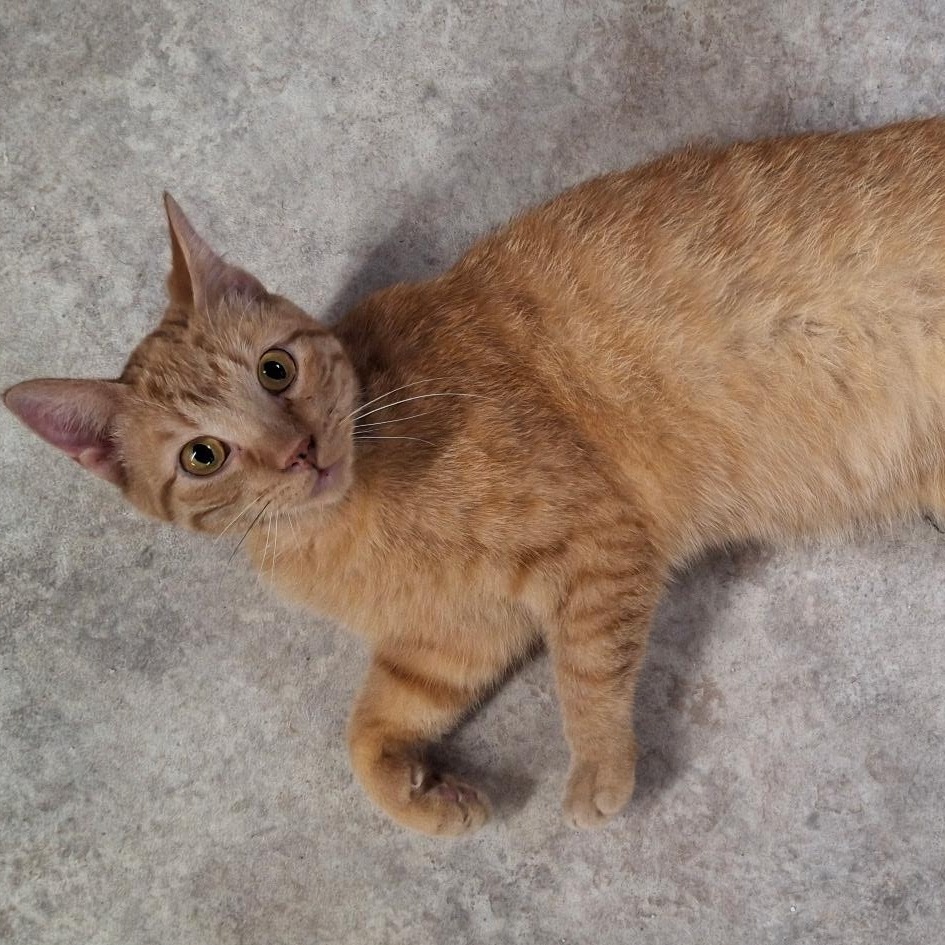 Patrick, Adoptable, Adult Male Domestic Short Hair.