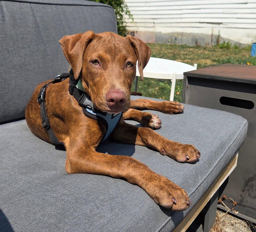 Bonita, Adopted, Young Female German Shorthaired Pointer & Terrier.
