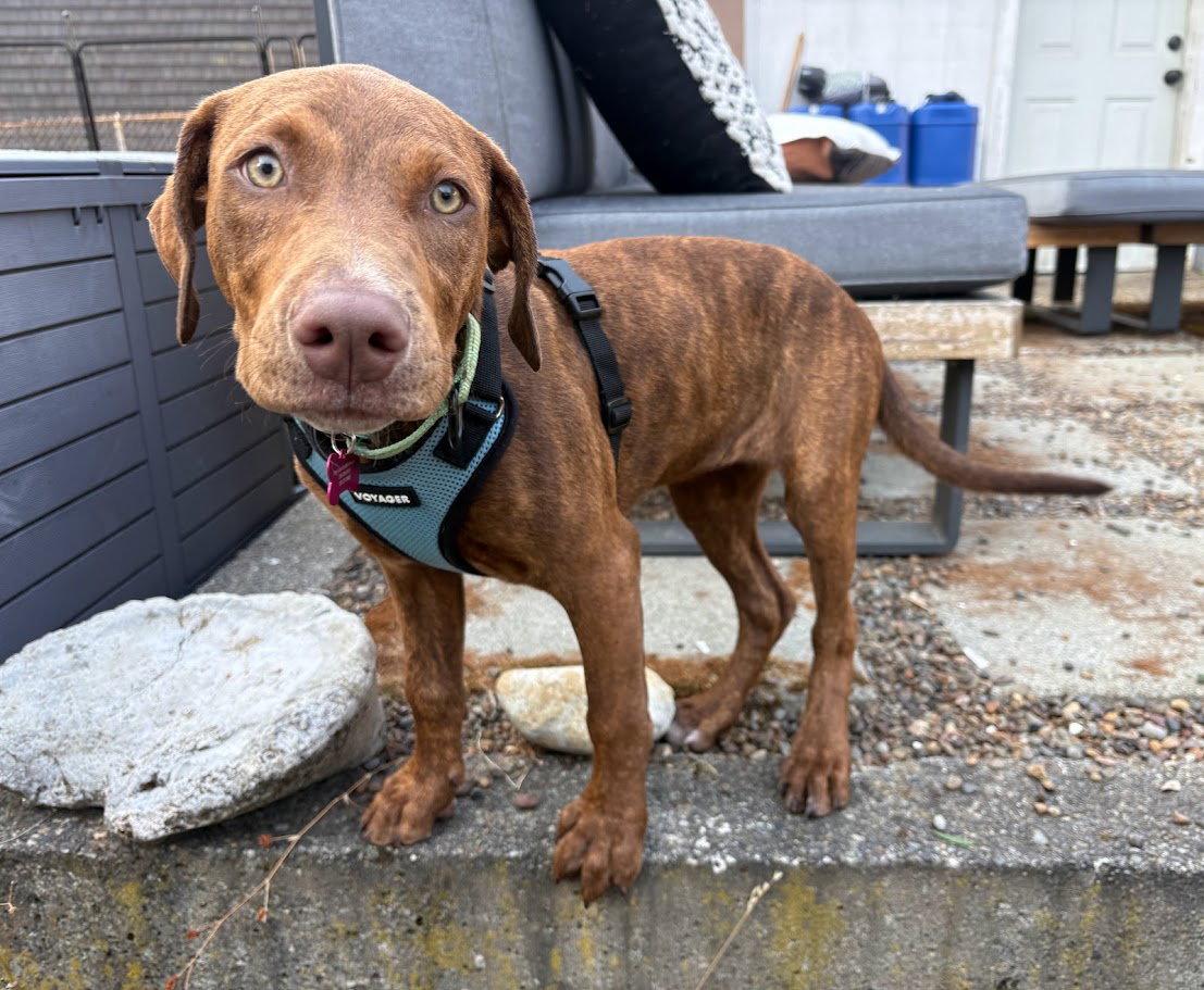 Enlarge Bonita, a Adopted mixed breed in Bothell, WA image 2/3