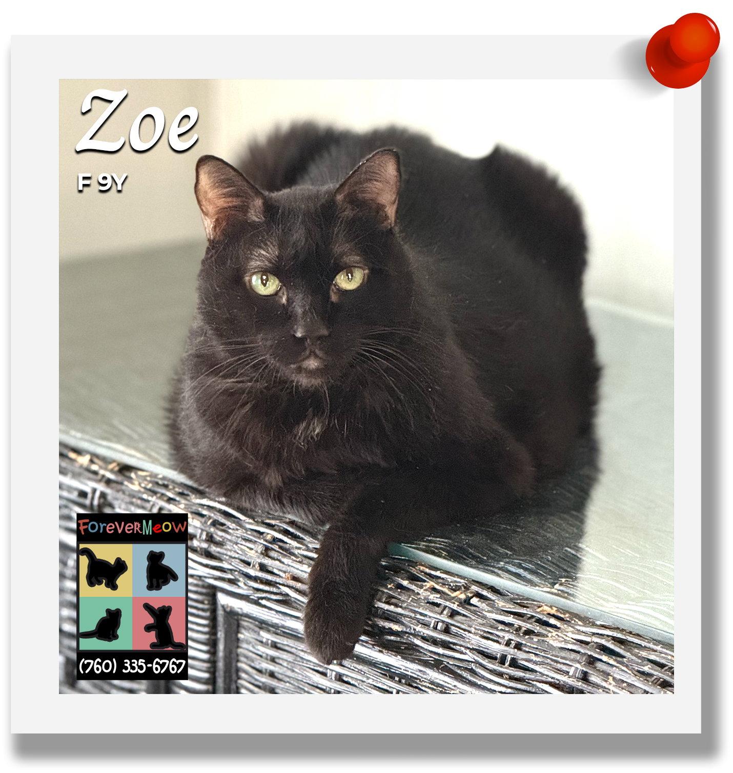 Enlarge Zoe, a Adoptable Domestic Short Hair in Palm Desert, CA image 1/1