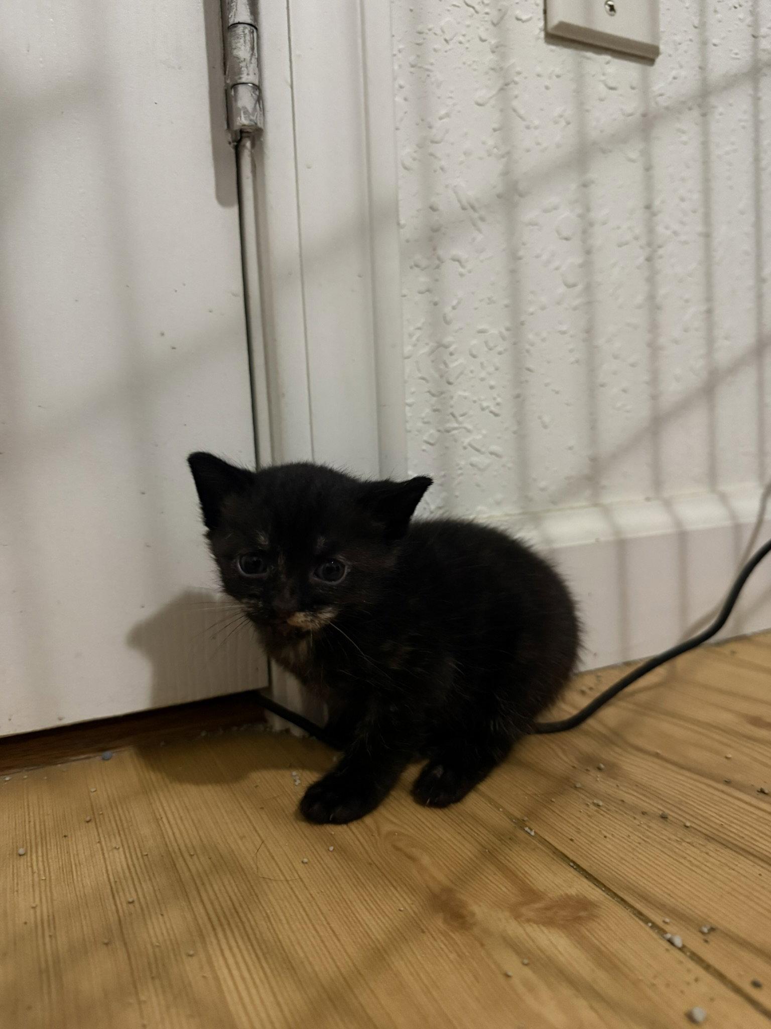 Enlarge Nesta, a Adoptable Domestic Medium Hair in Blairsville, GA image 2/3