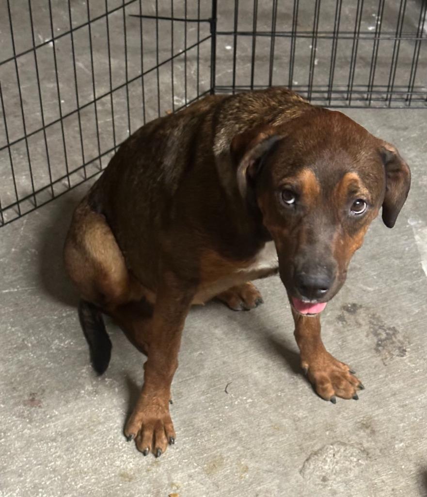 Maple, Adopted, Young Female Belgian Shepherd / Malinois & Mixed Breed.