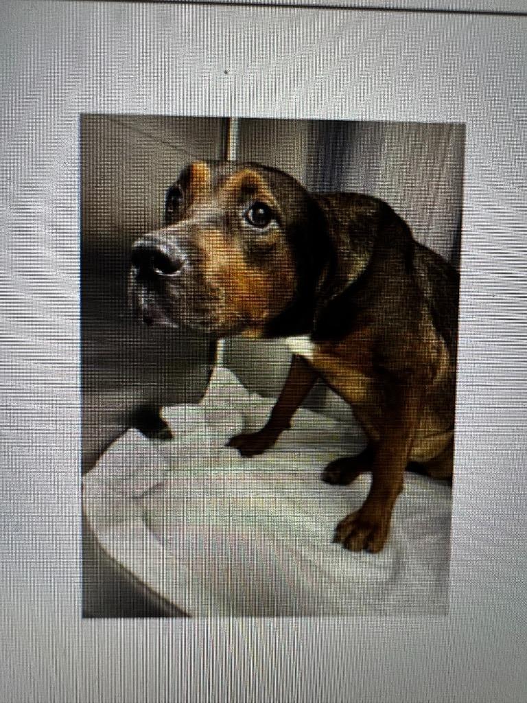 Enlarge Maple, a Adopted mixed breed in Fort Myers, FL image 2/2