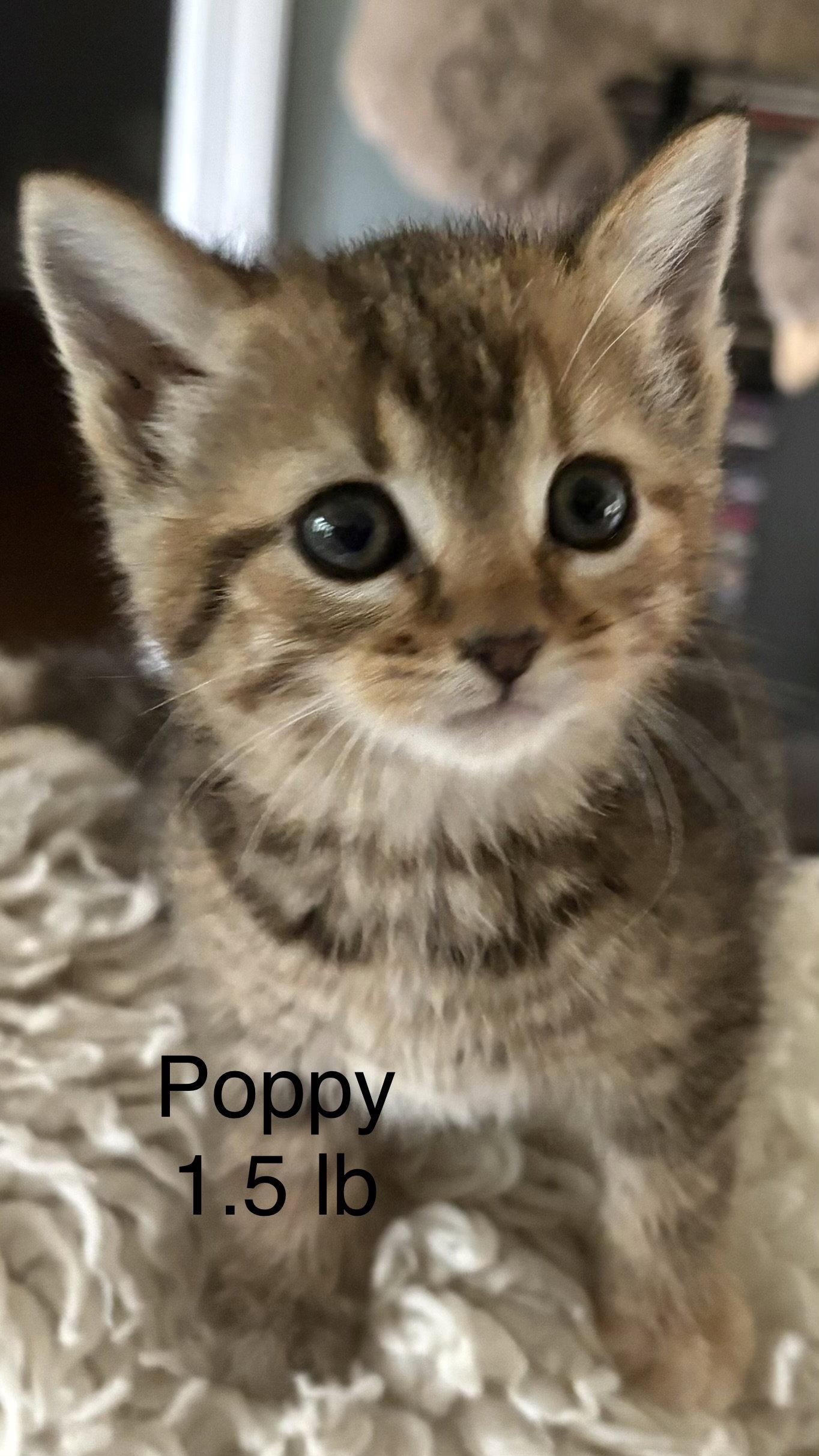 Poppy, Adoptable, Kitten Female Domestic Short Hair.