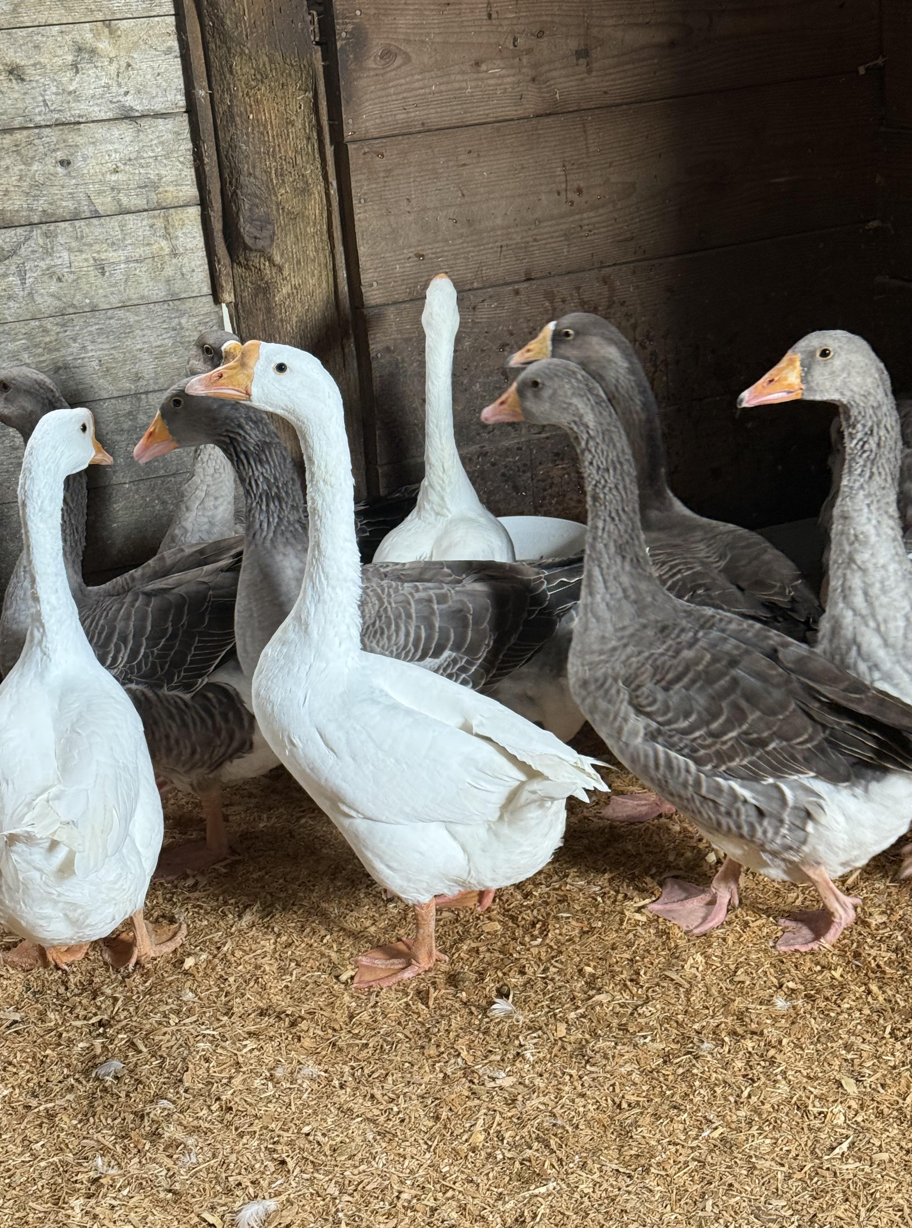 Graylag Geese