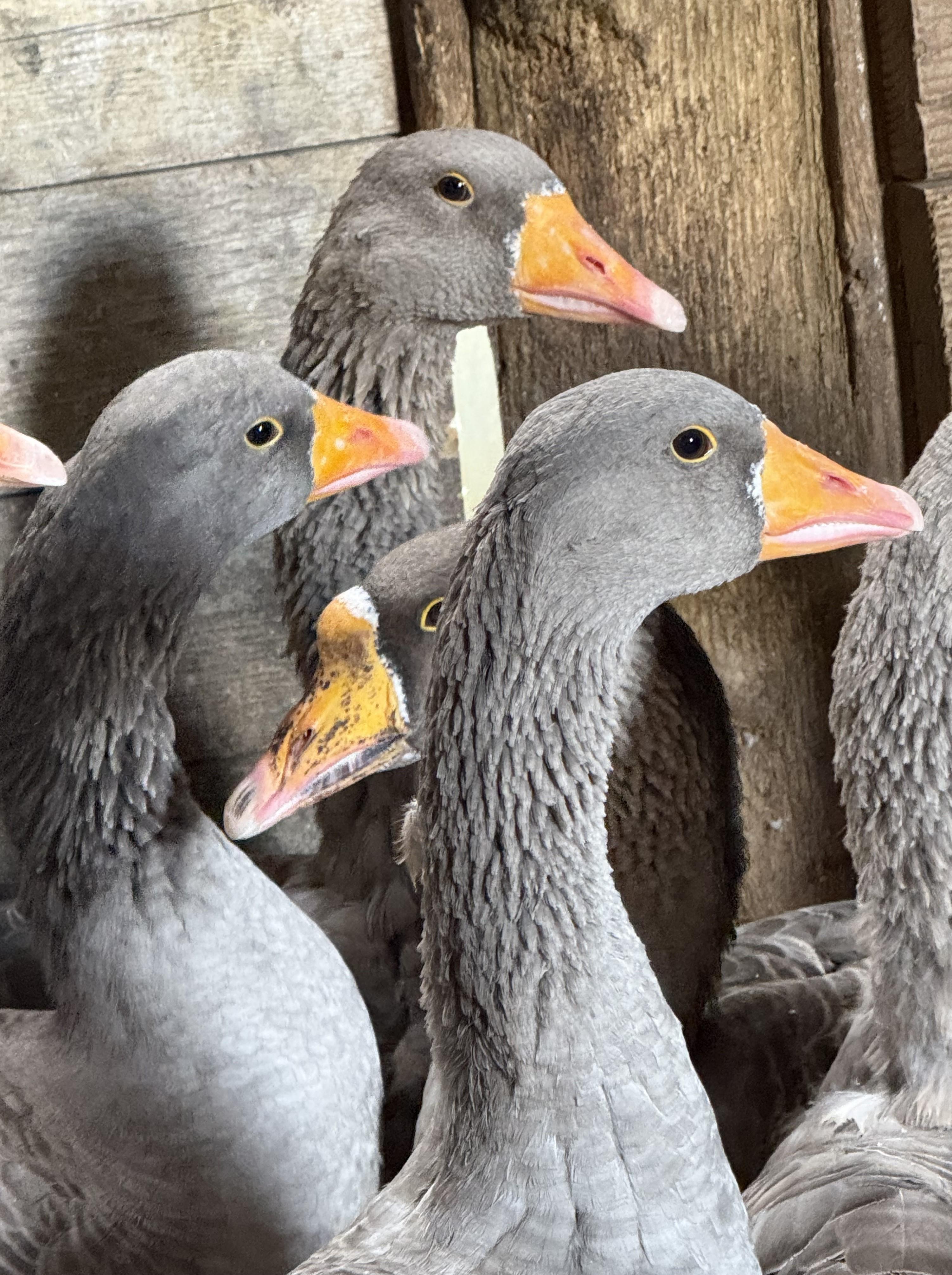Graylag Geese