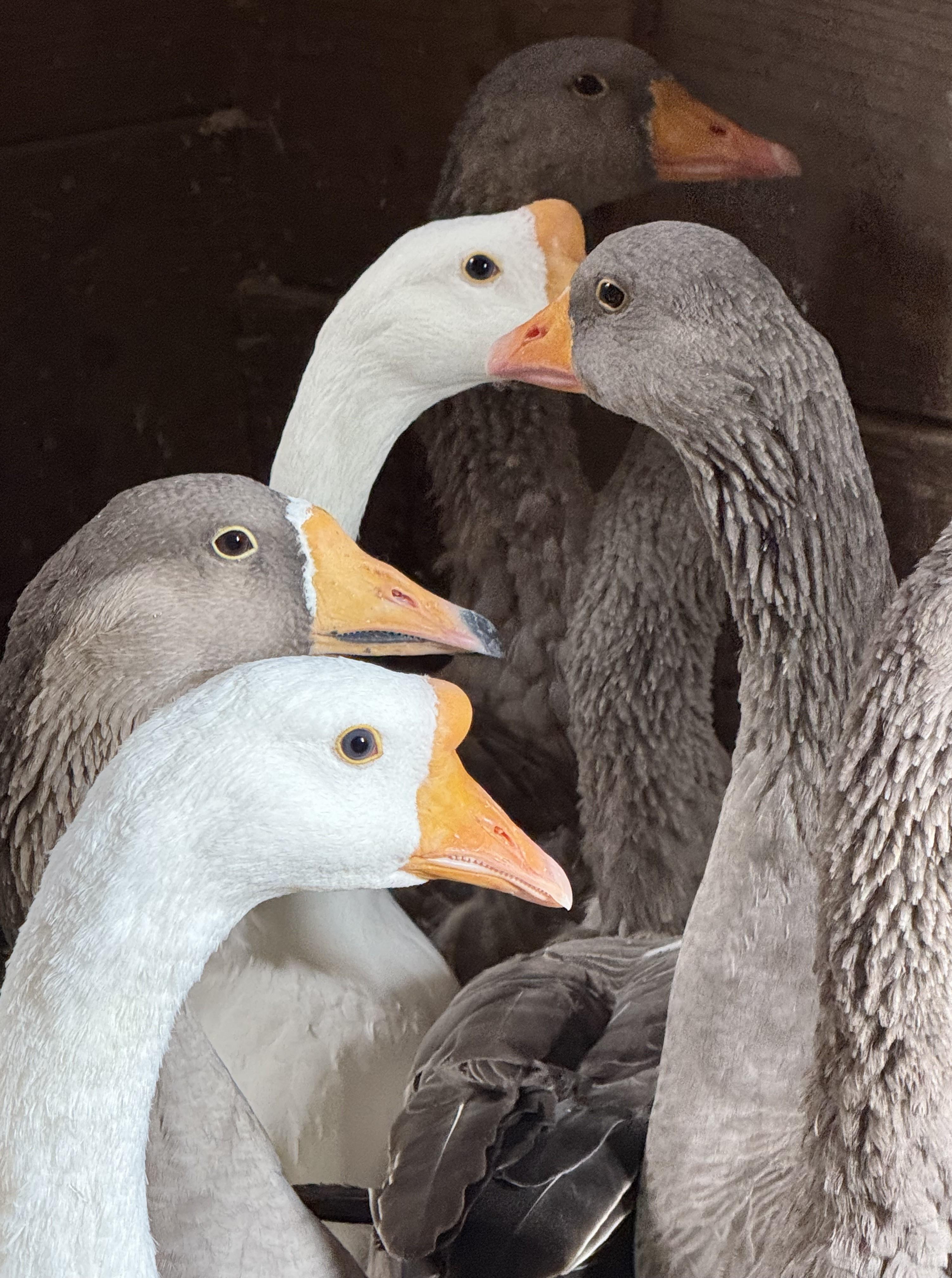 Graylag Geese, Adoptable, Adult Female Goose.
