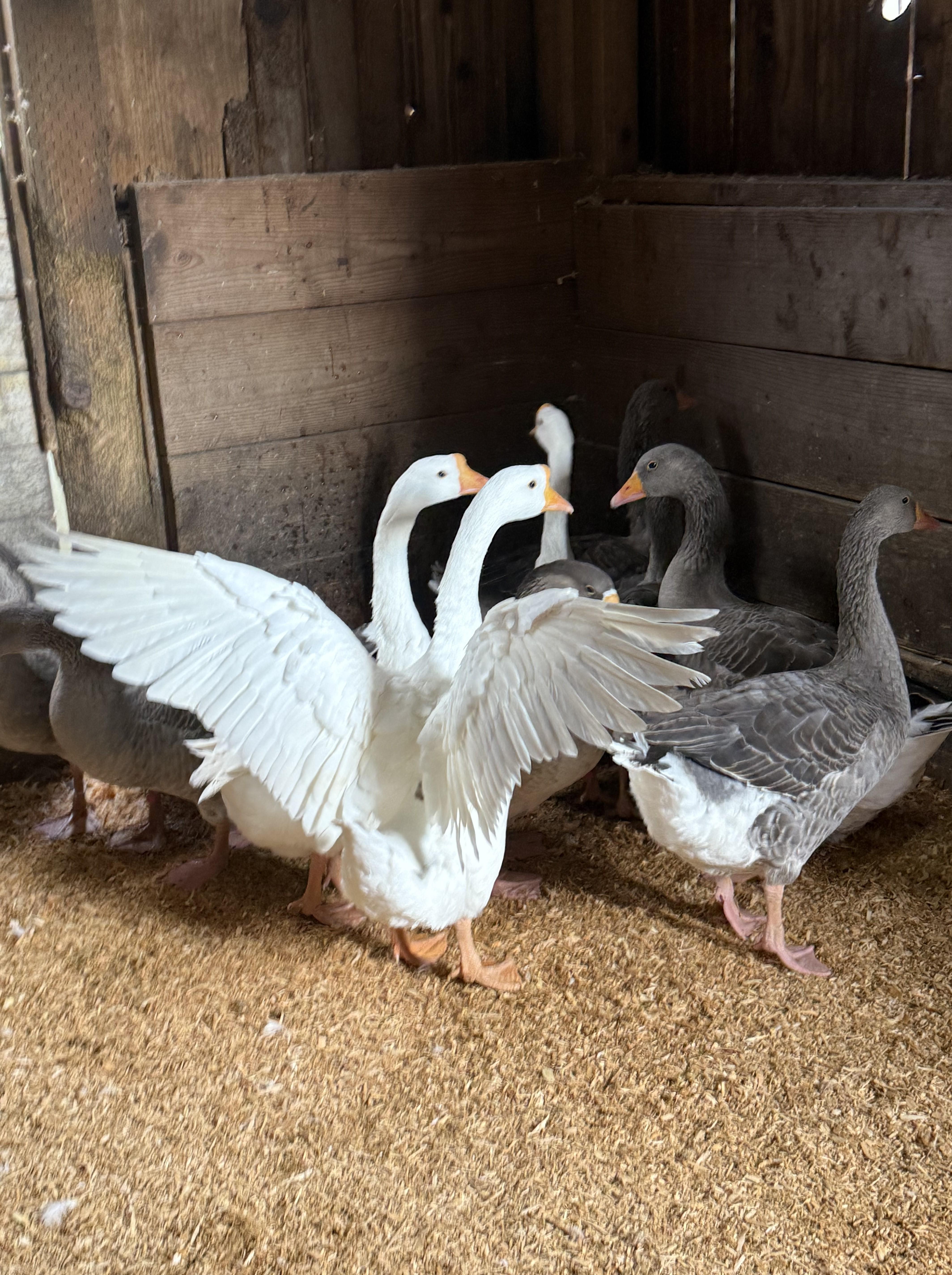 Graylag Geese