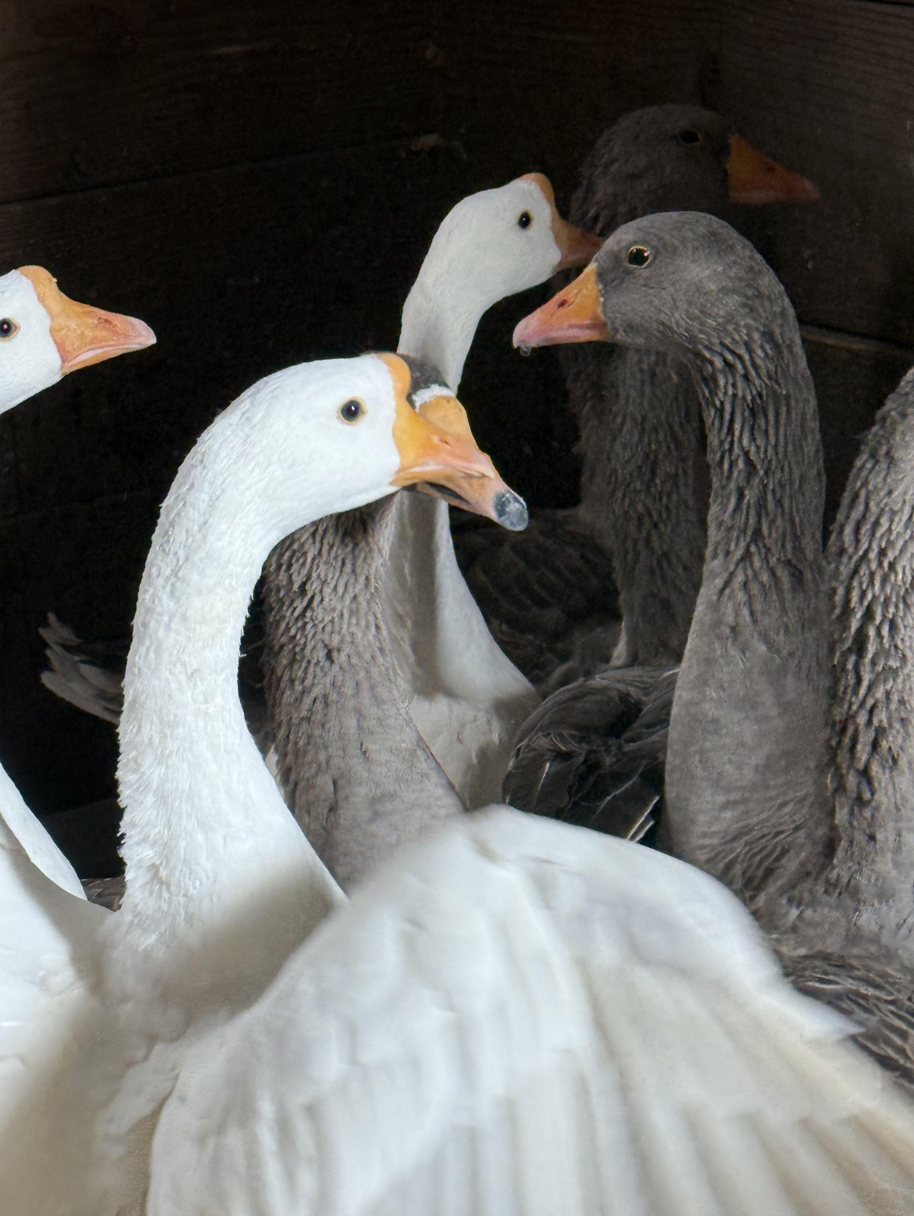Graylag Geese