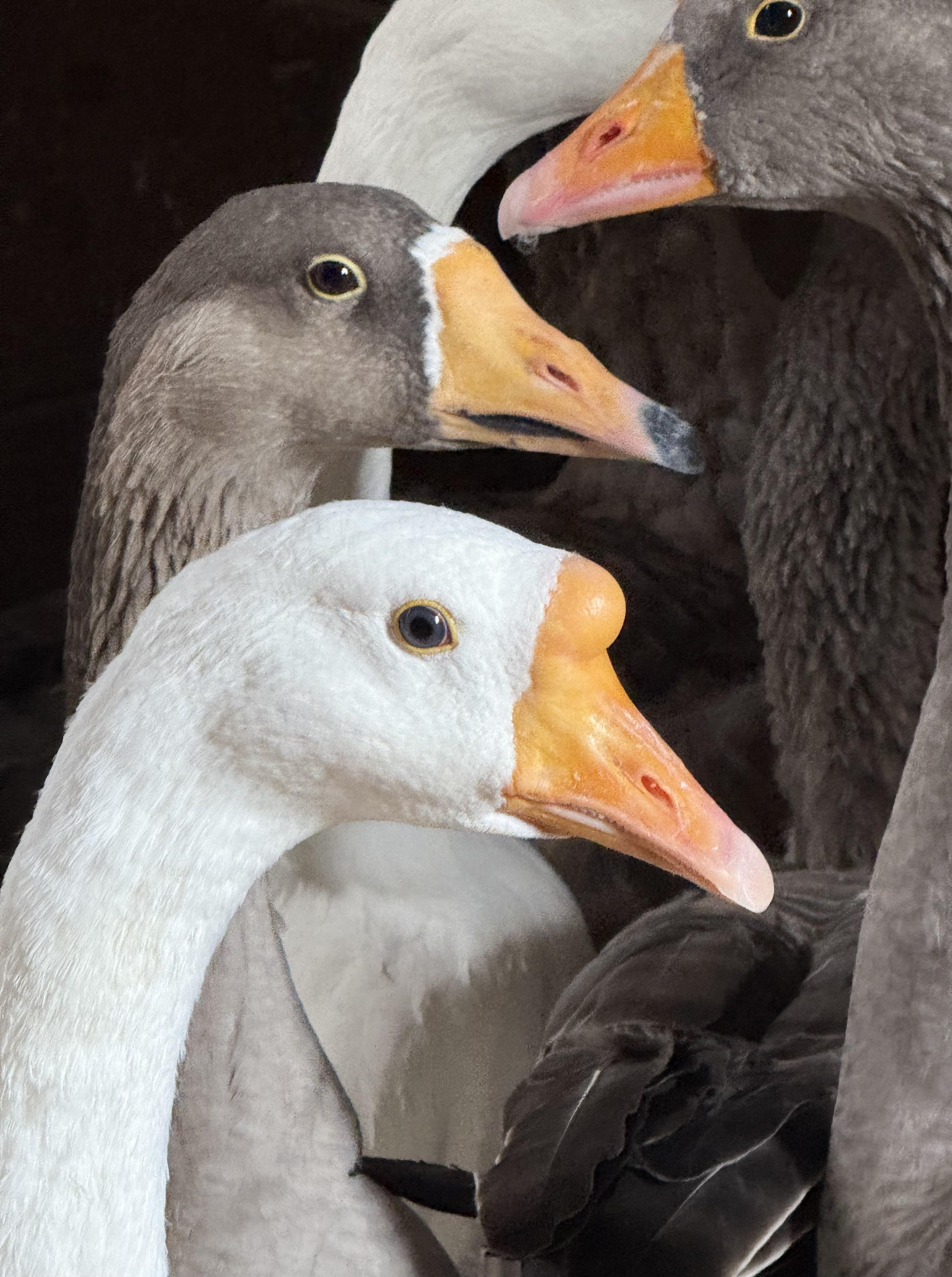 Enlarge Graylag Geese, a Adoptable Goose in Quilcene, WA image 4/6