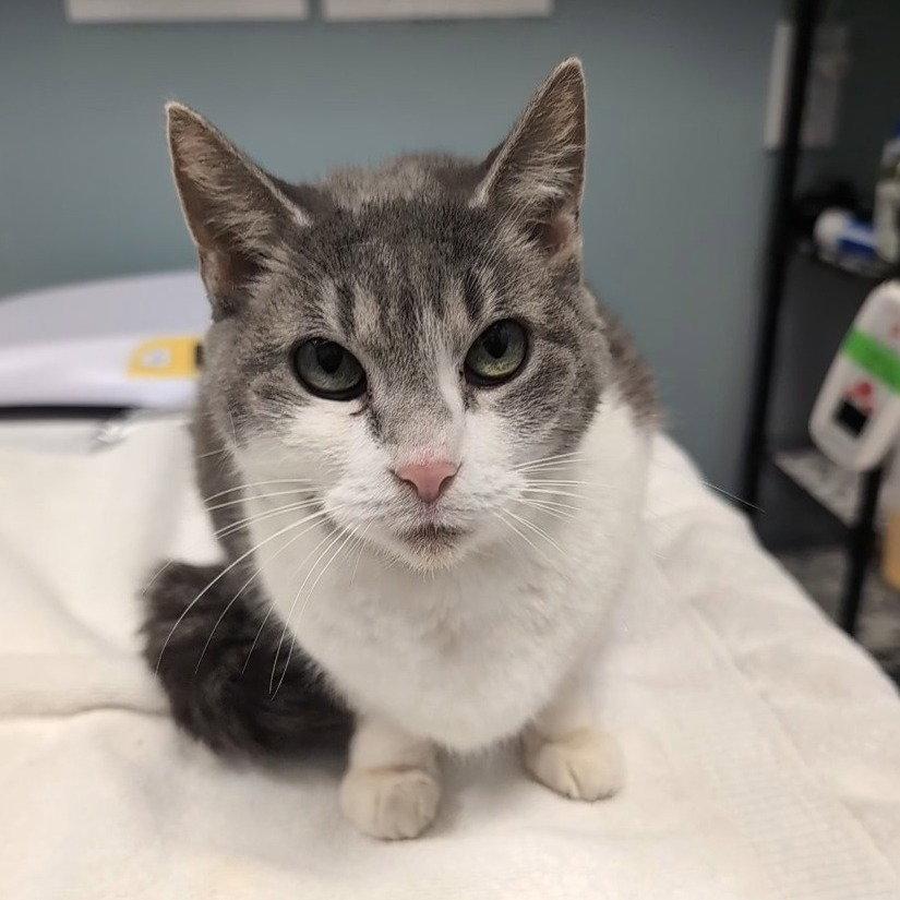 Babe, Adoptable, Young Female Domestic Short Hair.