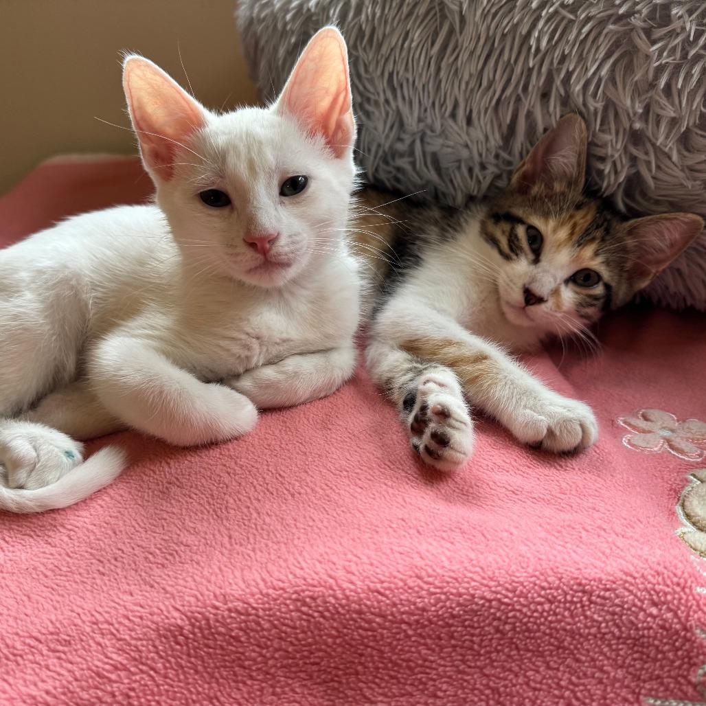 Boo (k2025), Adoptable, Young Male Domestic Short Hair.