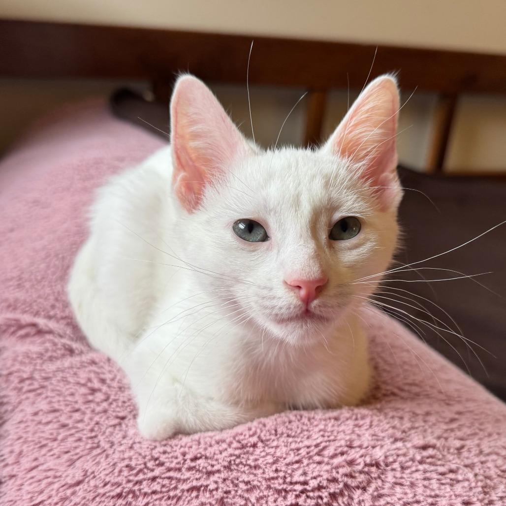 Enlarge Boo (k2025), a Adoptable Domestic Short Hair in Skokie, IL image 2/6