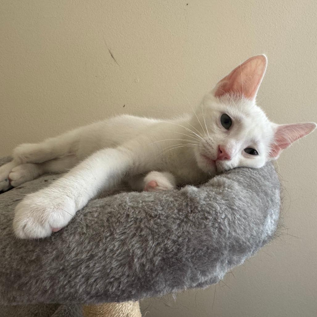 Enlarge Boo (k2025), a Adoptable Domestic Short Hair in Skokie, IL image 5/6