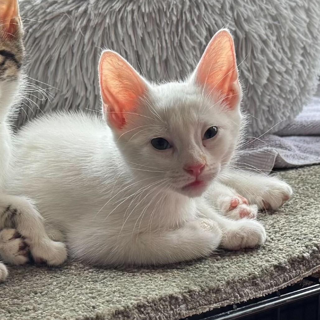 Enlarge Boo (k2025), a Adoptable Domestic Short Hair in Skokie, IL image 6/6
