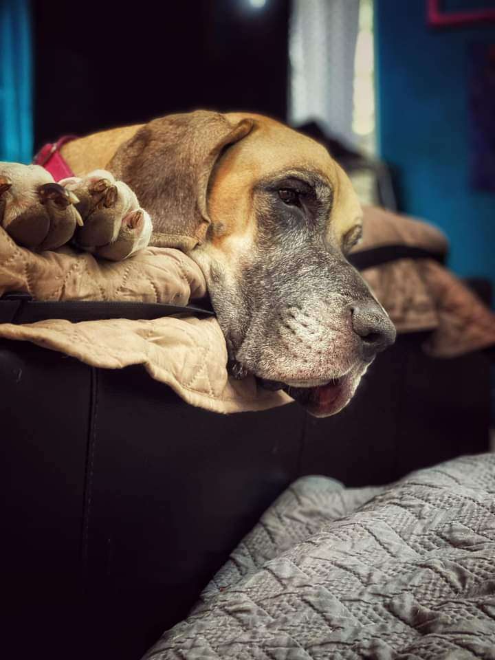 Enlarge Luna, a Adoptable Great Dane in Pensacola, FL image 9/12