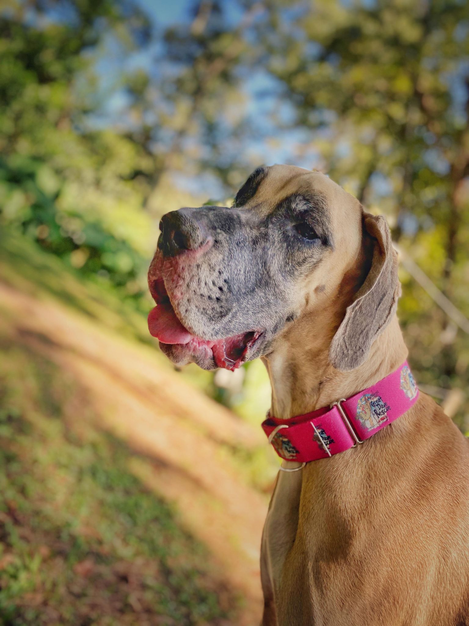 Enlarge Luna, a Adoptable Great Dane in Pensacola, FL image 8/12