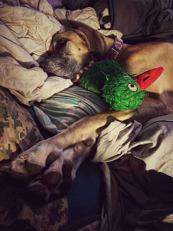 Enlarge Luna, a Adoptable Great Dane in Pensacola, FL image 10/12