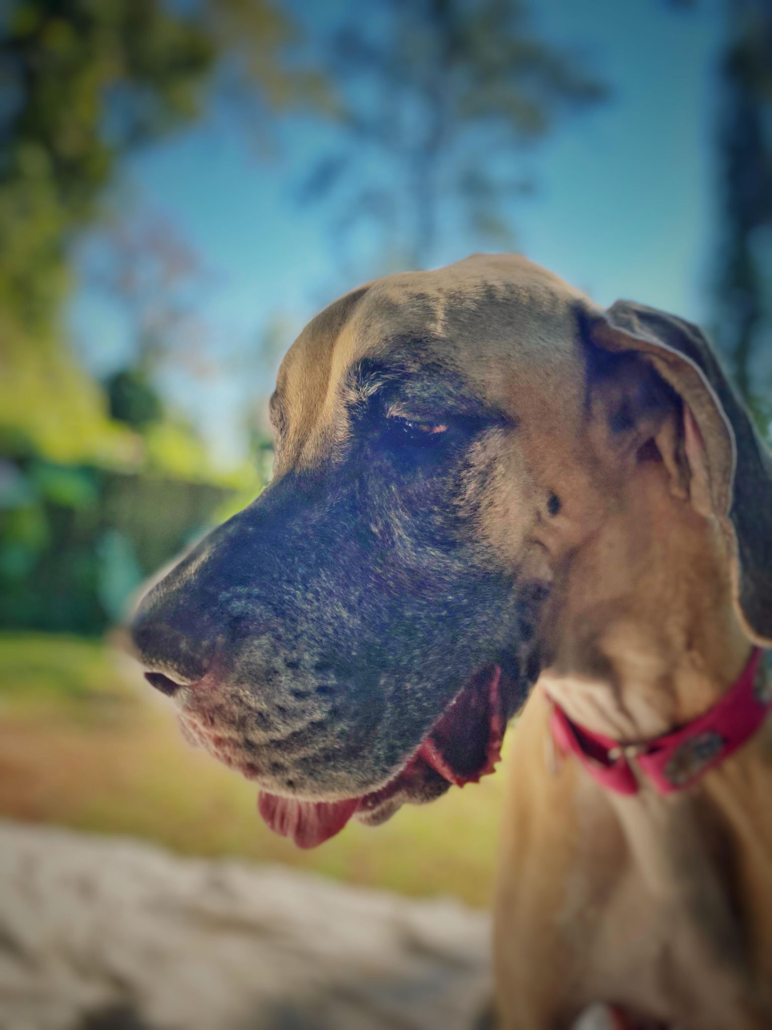 Luna, Adoptable, Adult Female Great Dane.
