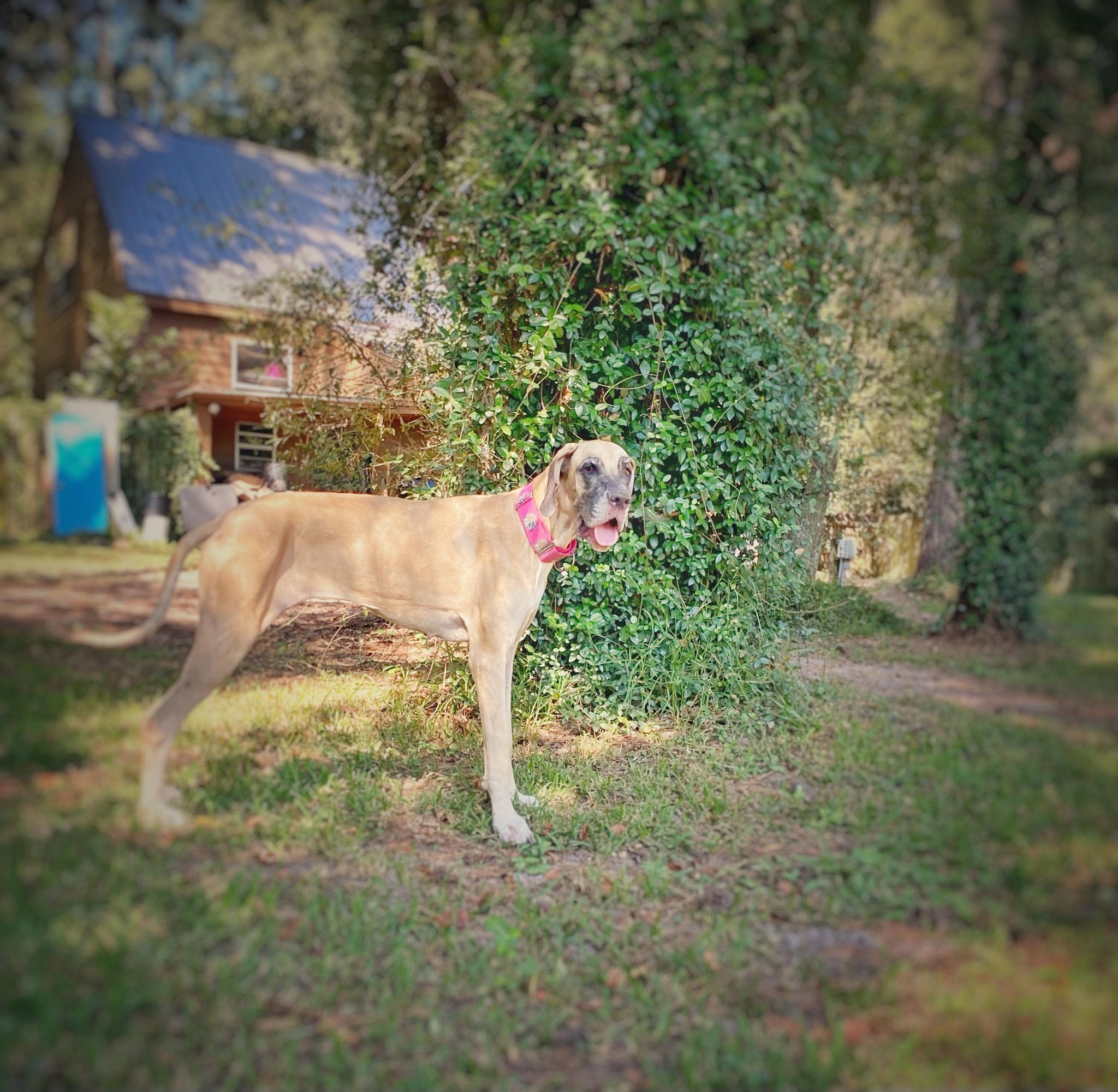 Enlarge Luna, a Adoptable Great Dane in Pensacola, FL image 12/12