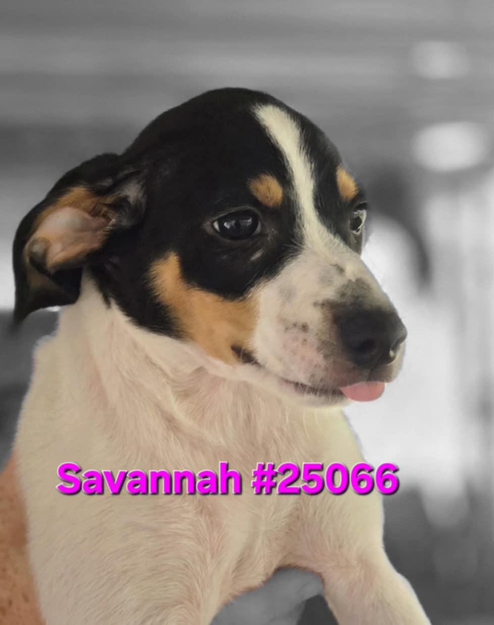 Savannah #25066, Baby Female unknown