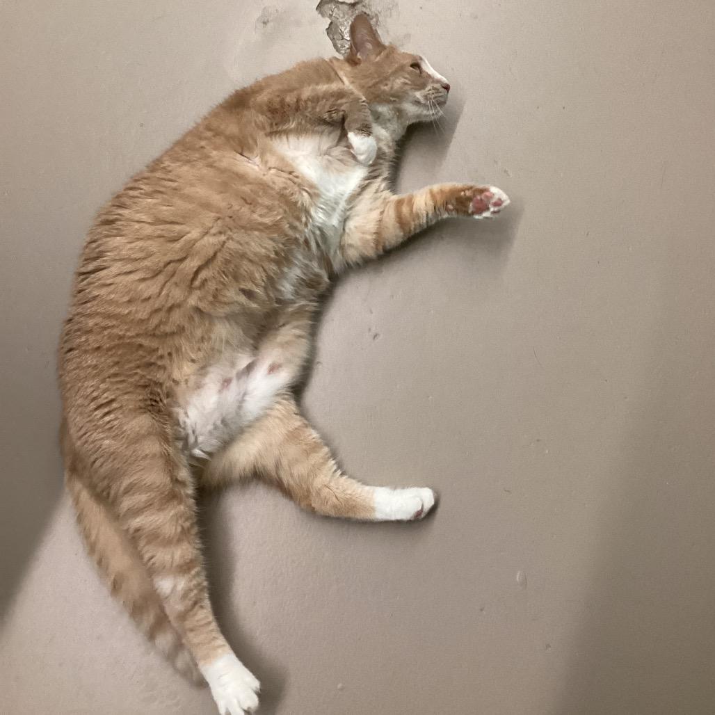 Coral, Adoptable, Adult Female Domestic Short Hair.