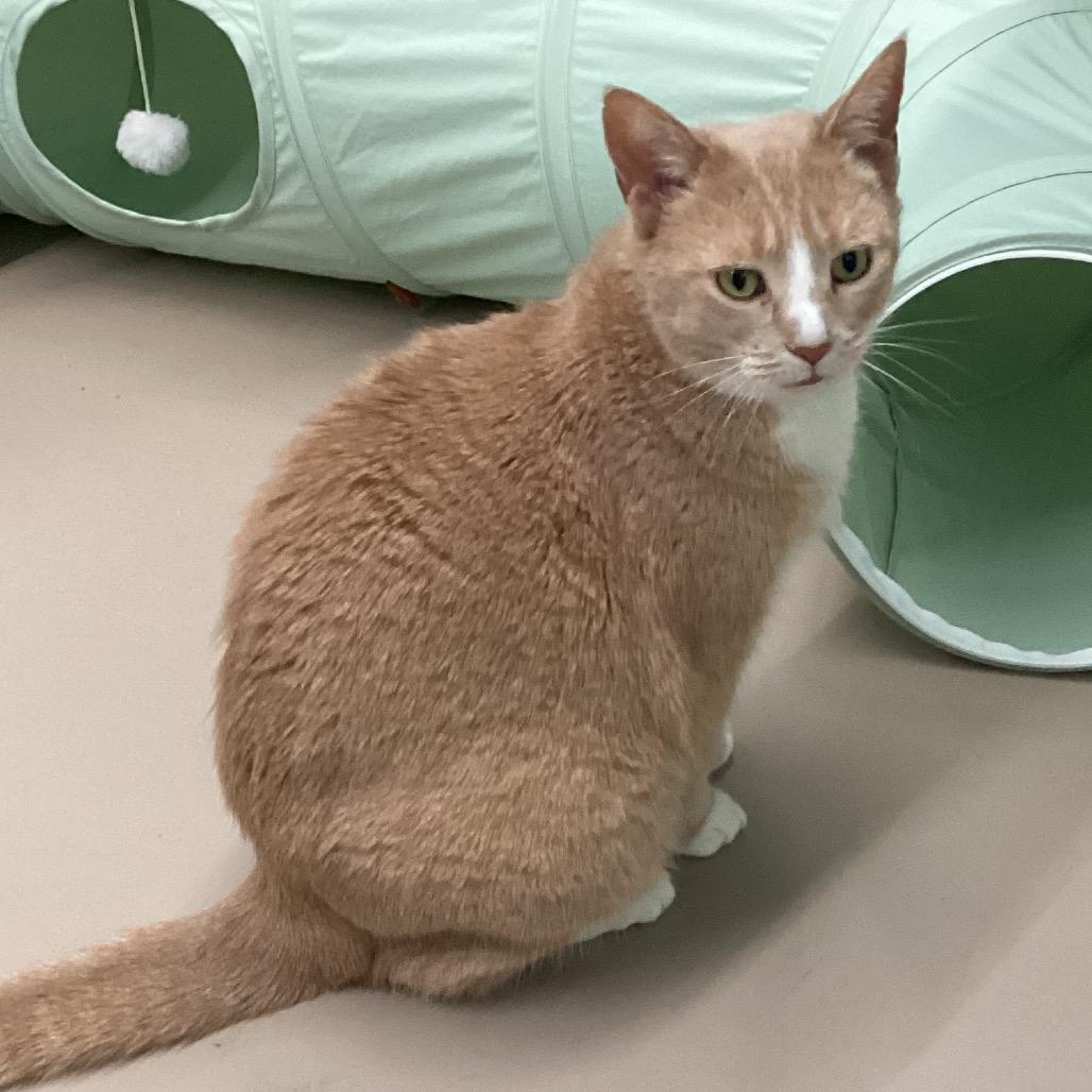 Enlarge Coral, a Adoptable Domestic Short Hair in Pittsford, VT image 2/2