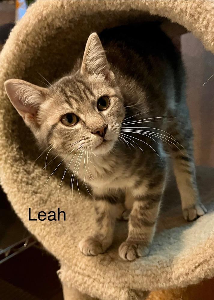 Leah, Adoptable, Kitten Female Domestic Short Hair.