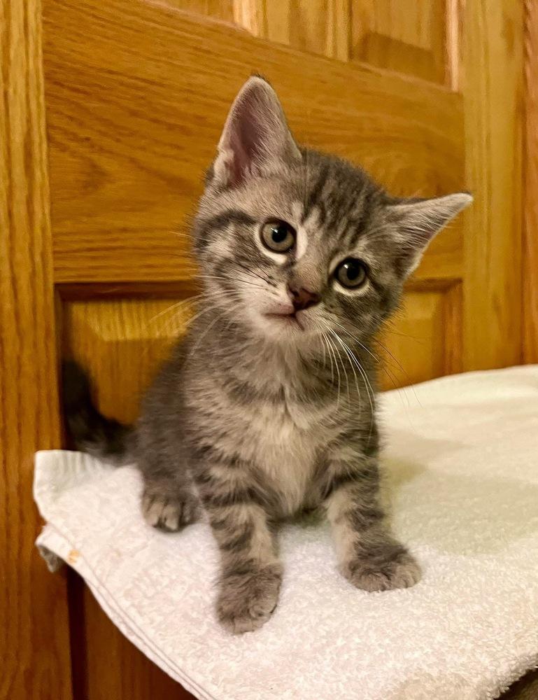 Enlarge Leah, a Adoptable mixed breed in Dorr, MI image 2/6