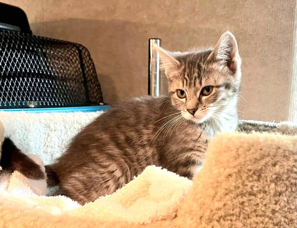 Enlarge Leah, a Adoptable mixed breed in Dorr, MI image 3/6